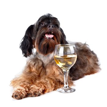 Dog with a wine glass. Small doggie. Decorative thoroughbred dog. Puppy of the Petersburg orchid. Shaggy doggie.