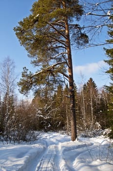 Snowy road in coniferous forest, winter sunny day