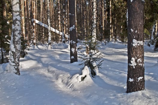 Trunks of pine trees covered with snow in winter forest