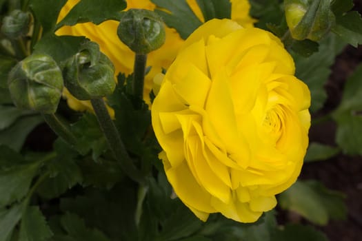 Yellow Ranunculus Flower Macro Close-up