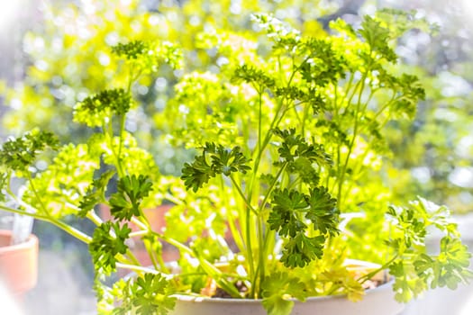 Bright Parsley Plant in Window Pot is Ready to Garnish.