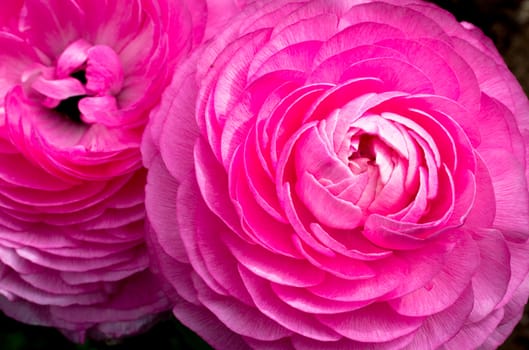 Pink Ranunculus Flower Macro Close-up