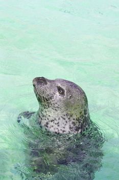 Seal looking from water