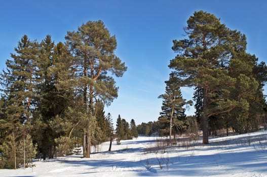 Large pine trees on the slope, winter time