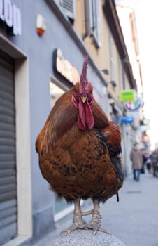 View of old rooster in the street