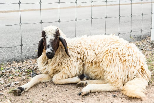 African white sheep laying on the ground and looking around, taken outdoor on a sunny afternoon