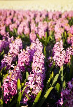 Huge field of hyacinths