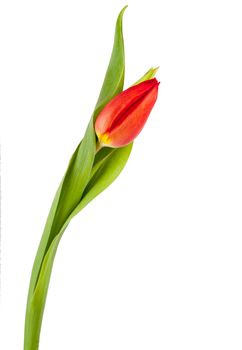 Fresh single tulip isolated over white background