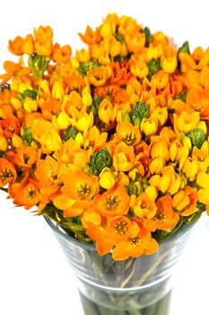 Vase with orange kalanchoe isolated on white background