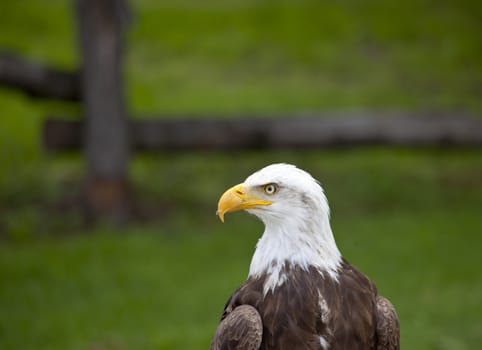 Head of sea eagle standing with green background