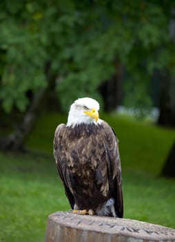 Sea eagle standing with green background