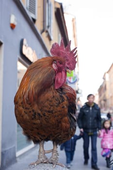 View of old rooster in the street