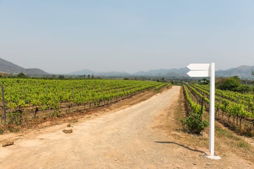 Grape wine vine yard green field in south of Thailand, taken on a sunny afternoon 