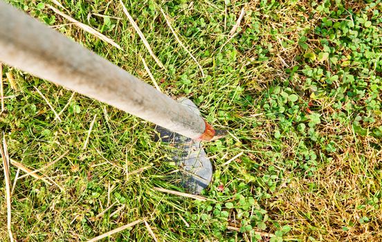 Garden hoe