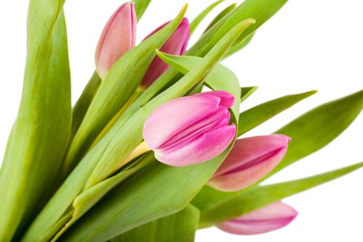 Fresh bouquet of tulips isolated over white background