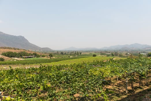 Grape wine vine yard green field in south of Thailand, taken on a sunny afternoon 