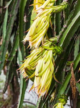 Dragon fruit flower  bud on  tree in the backyard gardens