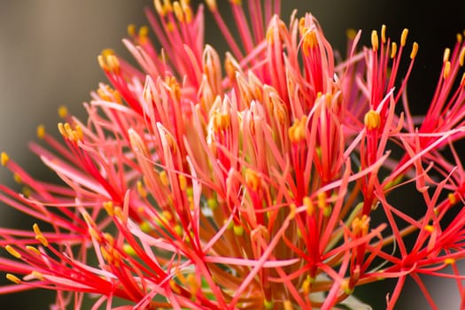 Powder puff lily or Haemanthus multiflorus (Tratt.) Martyn or blood lily bulb