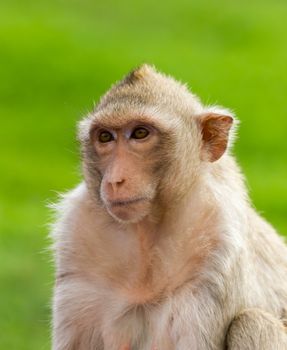 Close up portrate of a monkey at Lopburi ,Thailand