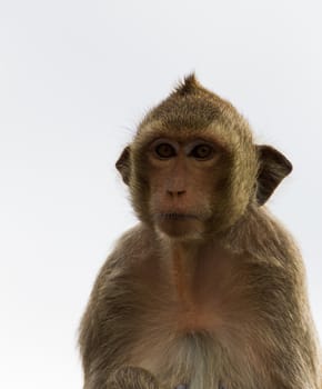 Close up portrate of a monkey at Lopburi ,Thailand