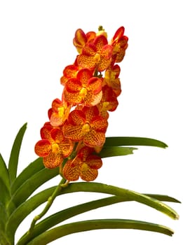 Beautiful Orange and Red Phalaenopsis Orchid on white background