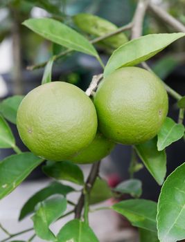 Pomelo fruit on the tree