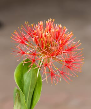 Powder puff lily or Haemanthus multiflorus (Tratt.) Martyn or blood lily bulb