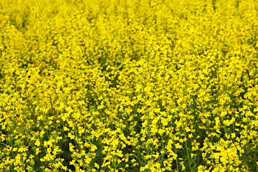 Closeup of flowering canola or rapeseed plants in field