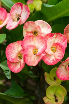 Close up Red Poi Sian  flowers blooming in garden