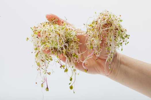 Fresh alfalfa sprouts isolated on white background 