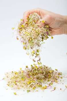 Fresh alfalfa sprouts isolated on white background 
