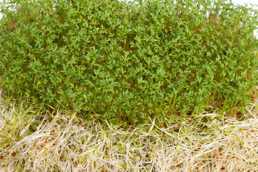 Fresh alfalfa sprouts and cress on white background 