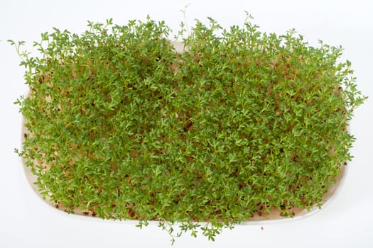 Cress seedlings isolated on white background