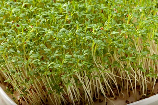 Cress seedlings isolated on white background