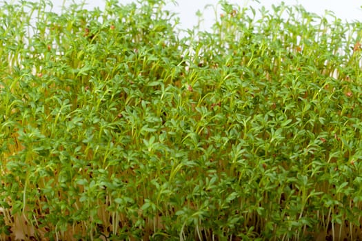 Cress seedlings isolated on white background