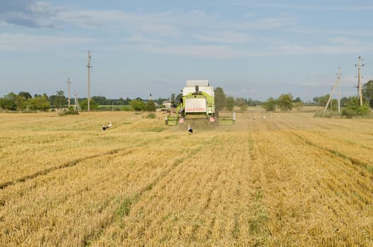 combine machine equipment pass harvest wheat crop in agricultural field and stork look for food on august.