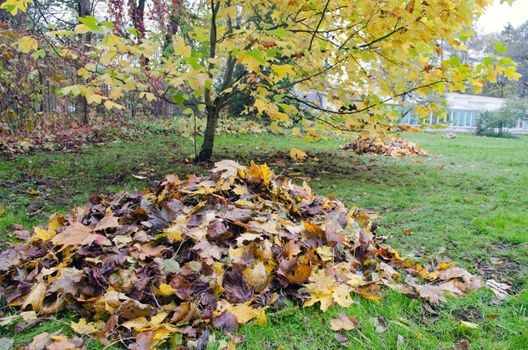 pile of rake colorful autumn leaves and decorative tree grow in garden. seasonal garden works.