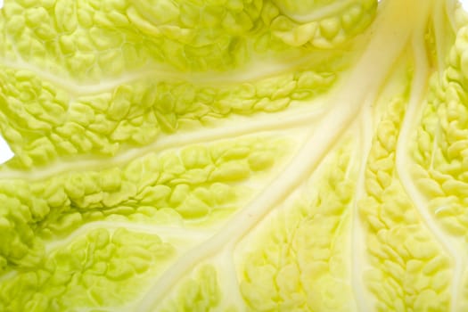 fresh savoy cabbage leaf as a texture 