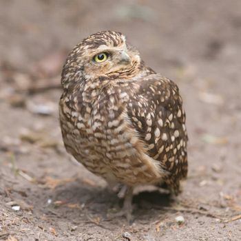 Burrowing owl (Athene cunicularia) in captivity, Holland