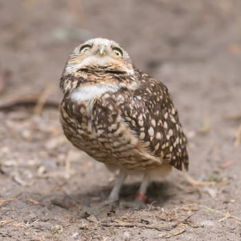 Burrowing owl (Athene cunicularia) in captivity, Holland