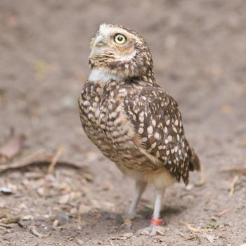 Burrowing owl (Athene cunicularia) in captivity, Holland