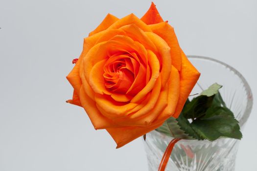 orange single rose isolated on white background