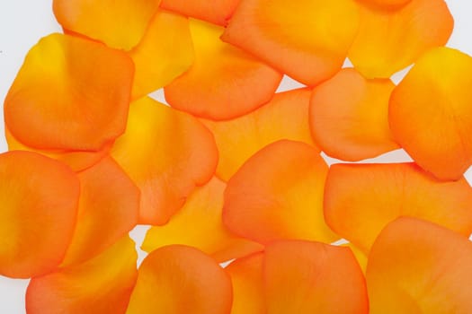 Petals of the orange-rose isolated on the white background