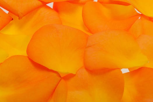 Petals of the orange-rose isolated on the white background