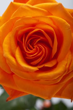 Close up image of single orange rose 