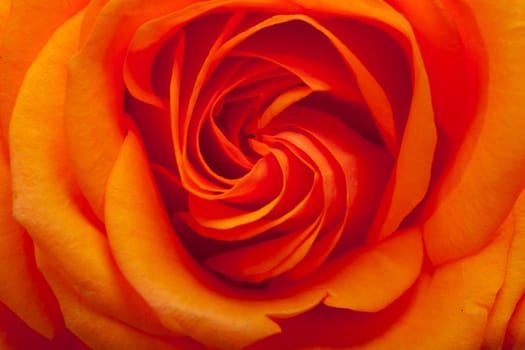 Close up image of single orange rose 