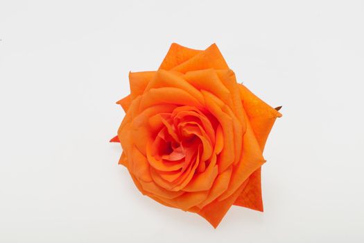 orange single rose isolated on white background