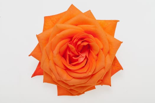 orange single rose isolated on white background