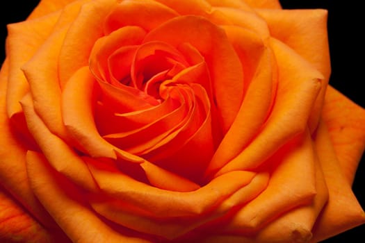 Close up image of single orange rose 