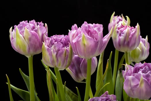beautiful   purple tulips crispa isolated over black